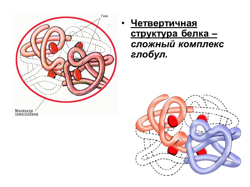 Четвертичная структура белка – сложный комплекс глобул.